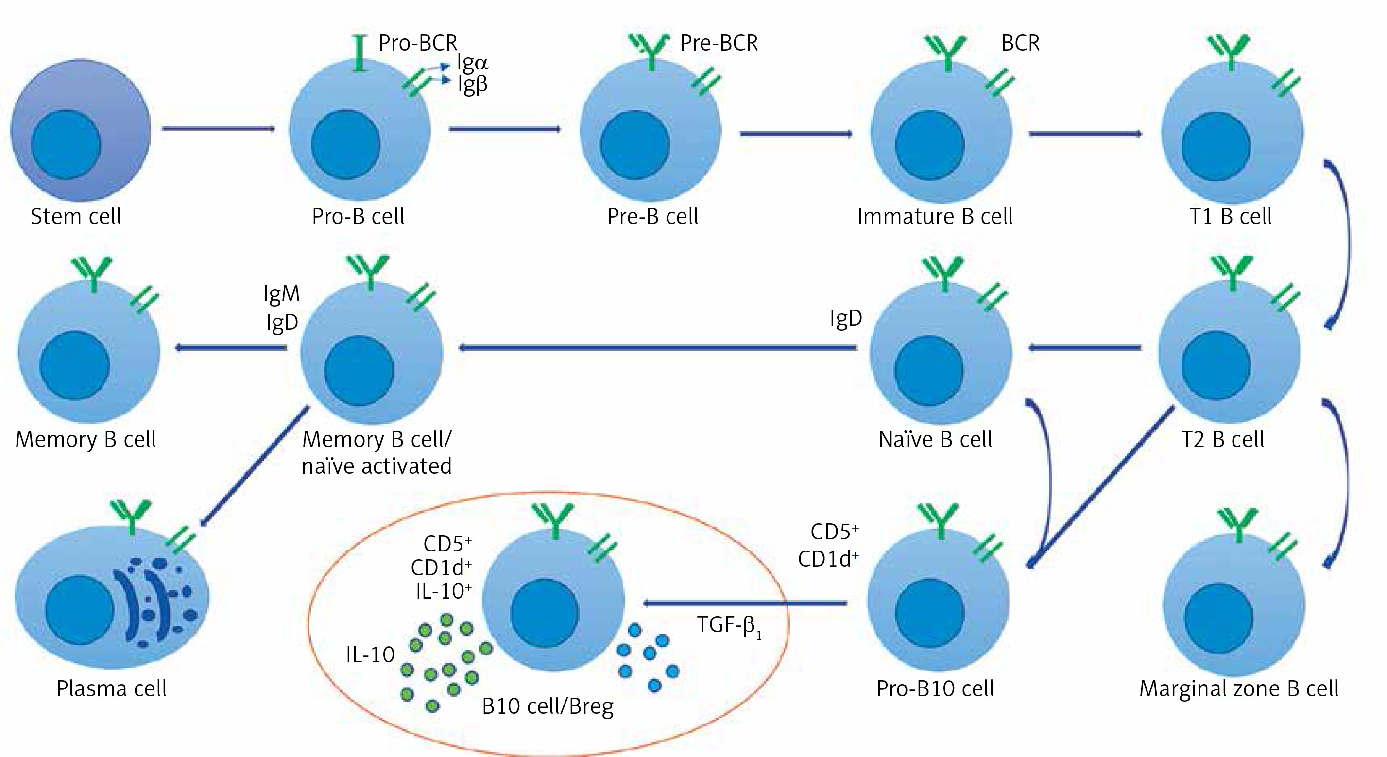 Phenotypic Identification Of Cd19cd5cd1d Regulatory B Cells That